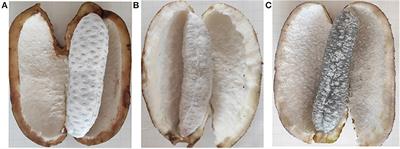 Comparative Analysis of Akebia trifoliata Fruit Softening at Different Flesh Ripening Stages Using Tandem Mass Tag Technology